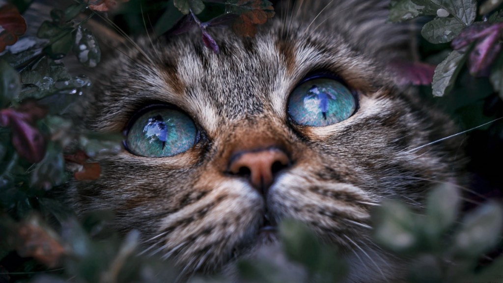 10 kaum bekannte Katzen-Fakten