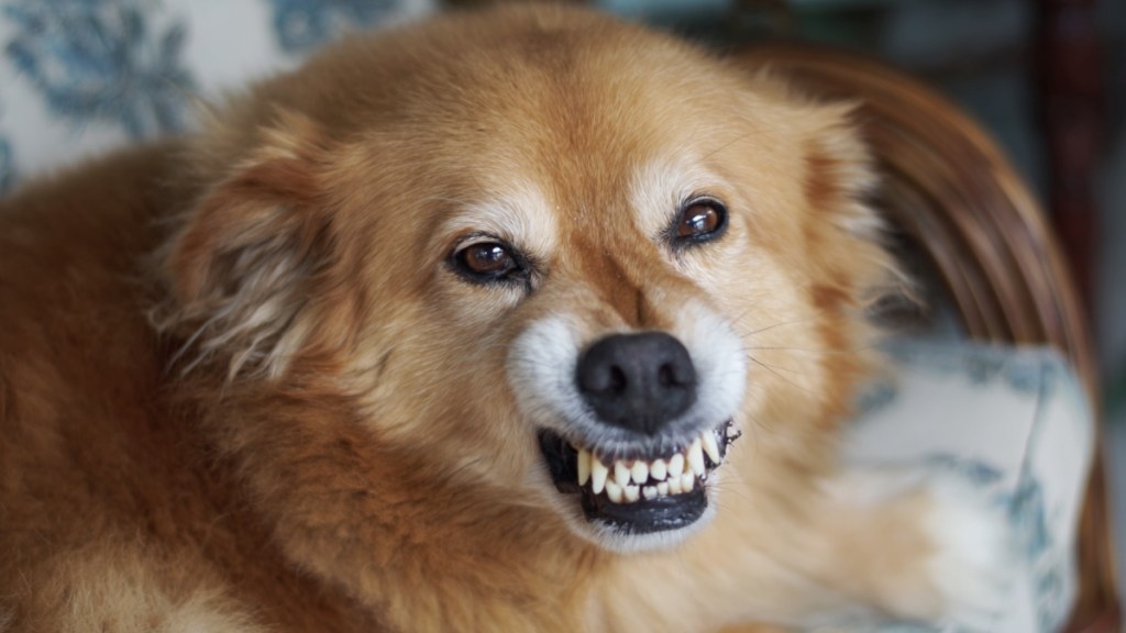 10 Dinge, die Hunde hassen, wir aber immer wieder tun