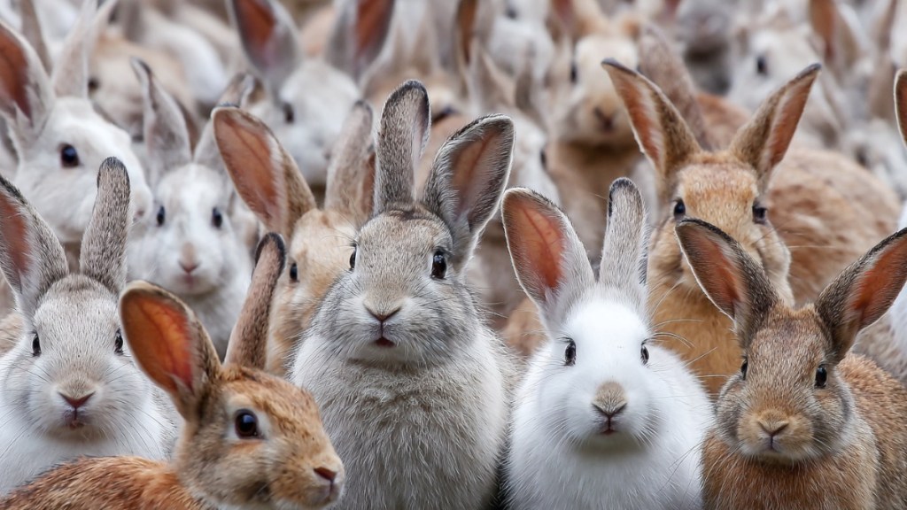 10 Gründe für ein Kaninchen als Haustier