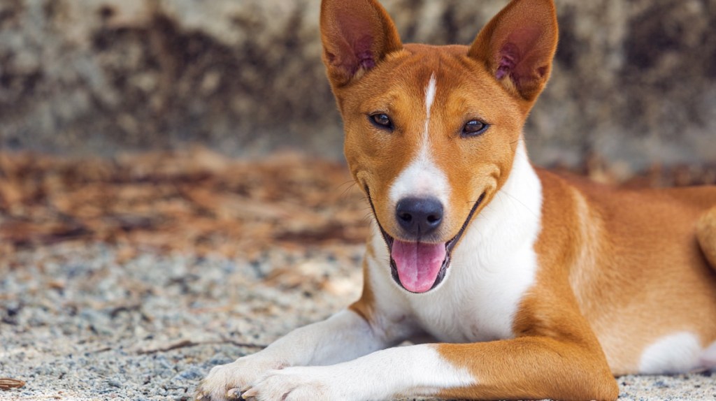 Basenji: Der lautlose Denker - Preis: 1.580 € bis 4.390 €