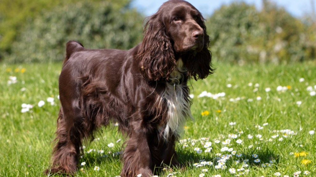 Field Spaniel: Der unterschätzte Gentleman