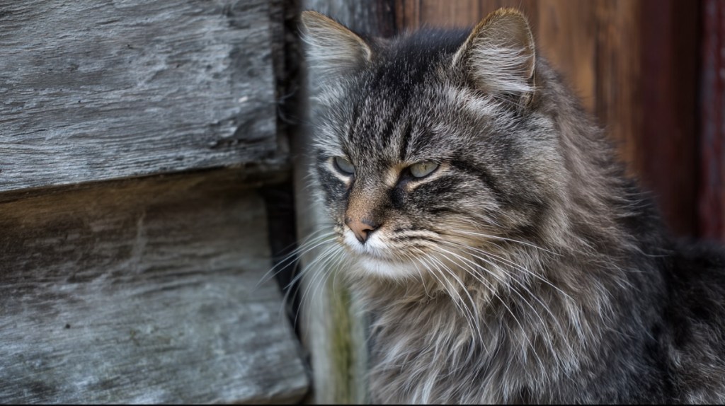 Die älteste Katze