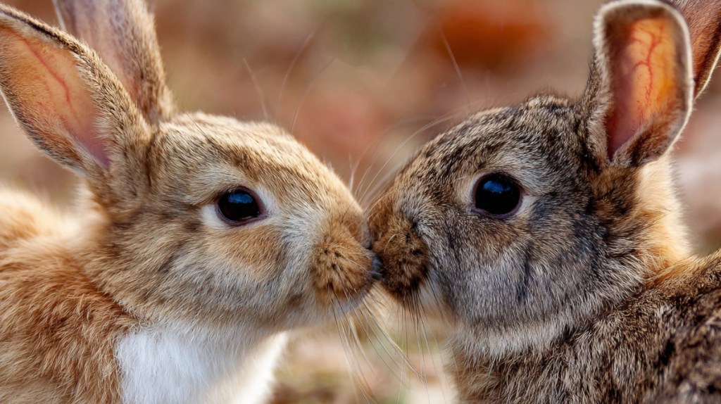 Liebe