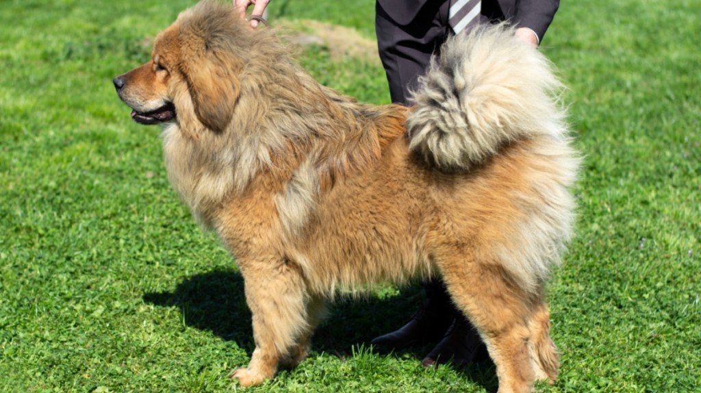 Tibetdogge – 1.730.000 €