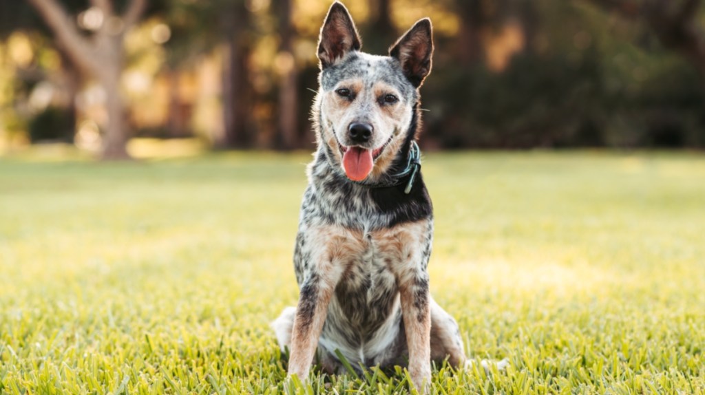 Australian Cattle Dog
