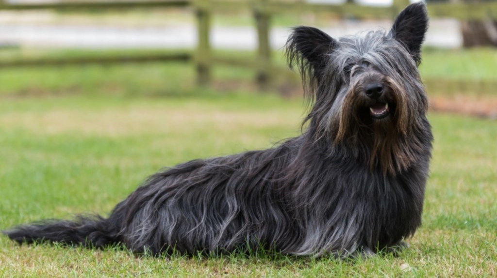 Skye Terrier: Vom königlichen Liebling zum seltenen Schatz