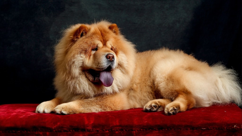 Chow-Chow: Der kleine Löwe - Preis: 2.630 € bis 7.460 €