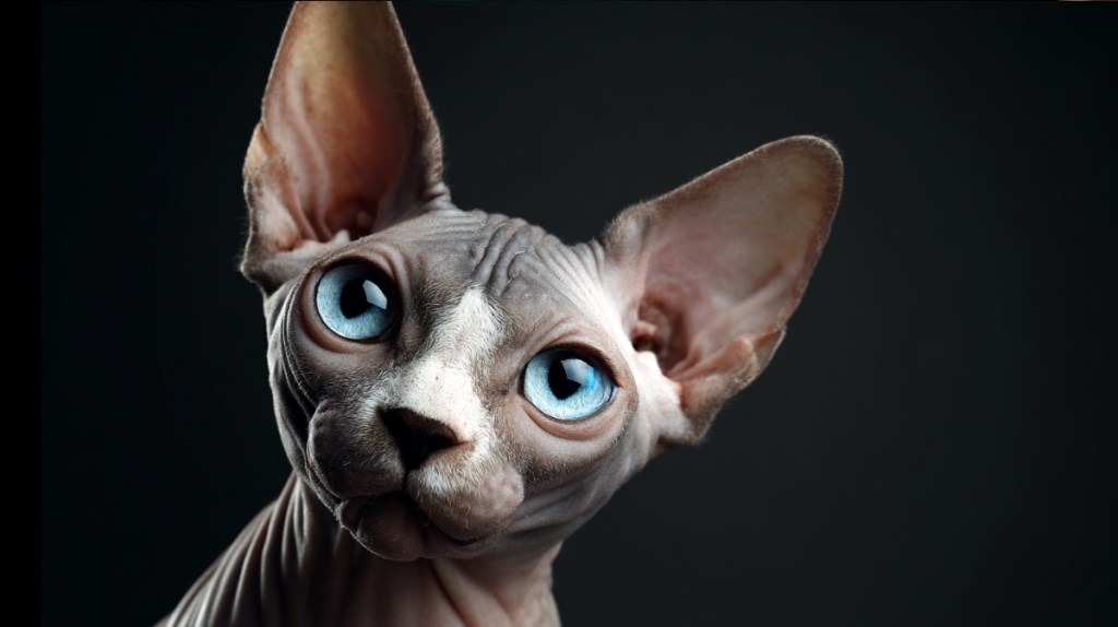 Sphynx-Katze – 1.800 € bis 4.400 €