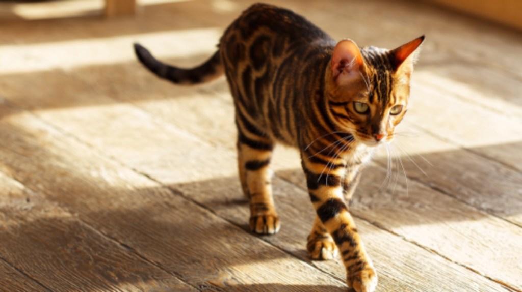 Toyger – 1.300 € bis 4.400 €
