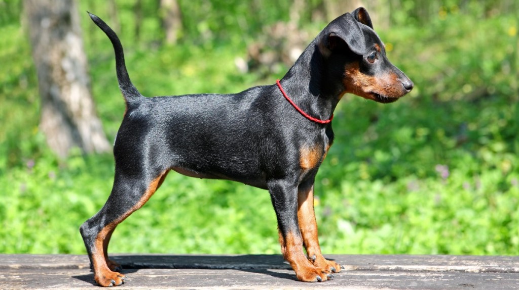 Zwergpinscher