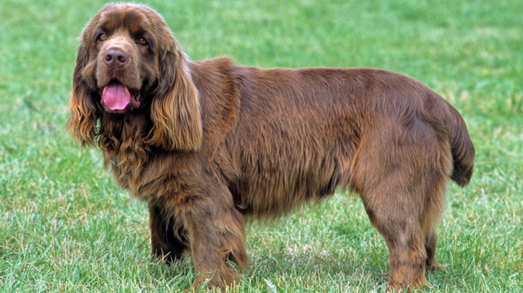 Sussex Spaniel: Zu entspannt für die Moderne