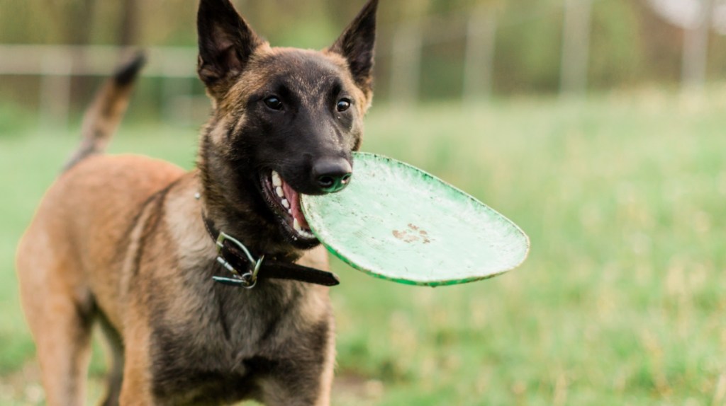 Belgischer Schäferhunf (Malinois)