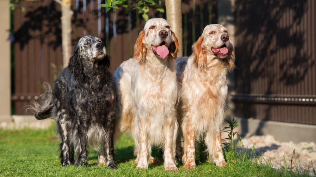English Setter: Der elegante Jäger im Abseits
