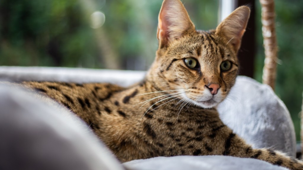 Savannah-Katze – 43.000 €