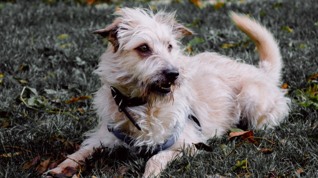 Glen of Imaal Terrier: Kleine Kämpfer, die fast vergessen sind