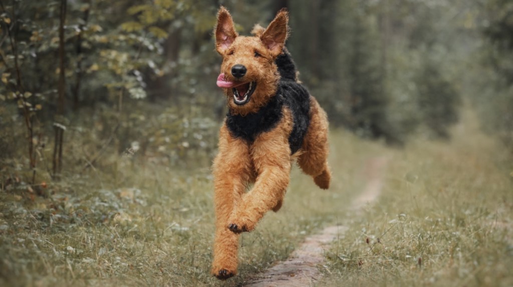 Airedale Terrier