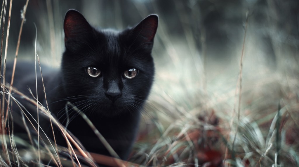 Schwarze Katze, böses Omen?