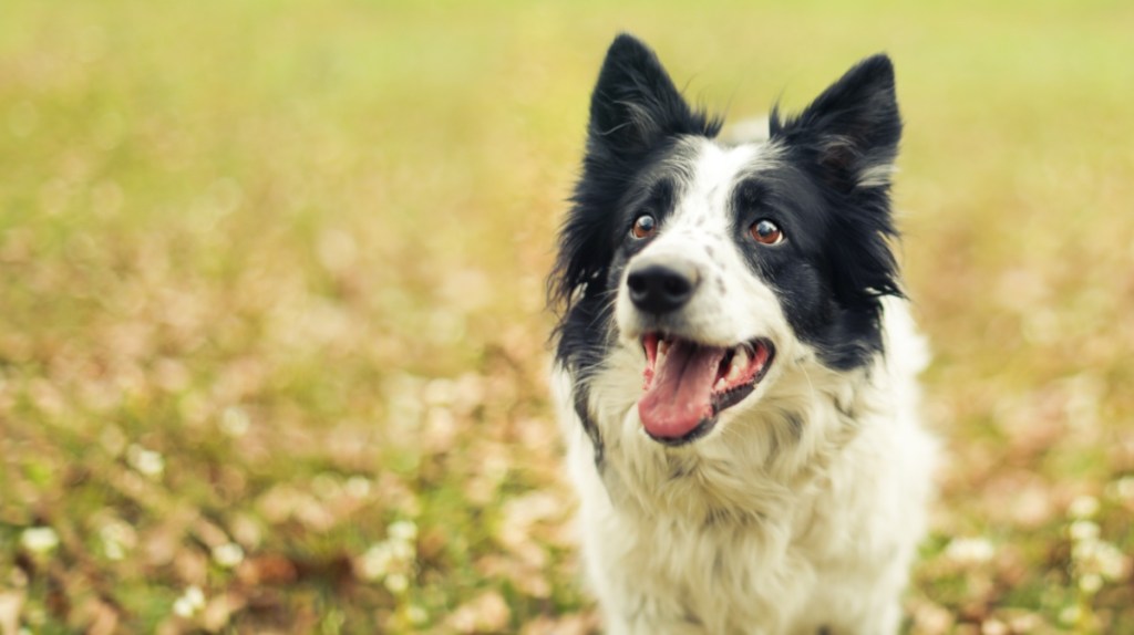 Border Collie
