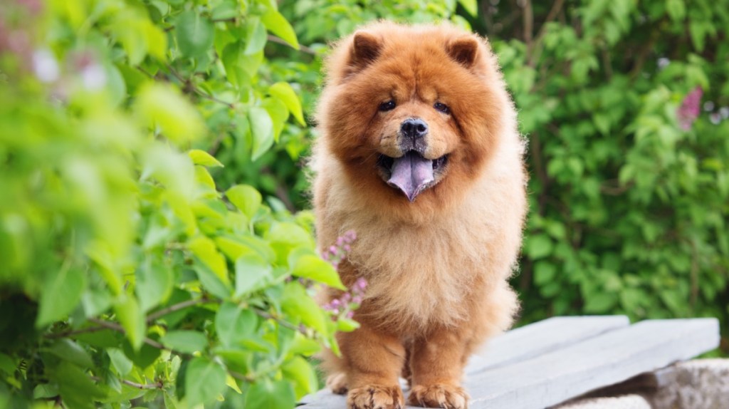 Chow-Chow – 8.600 €