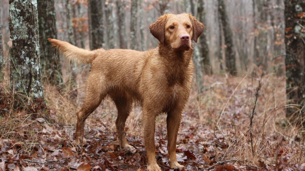 Ottertail Retriever: Ein unterschätzter Schatz