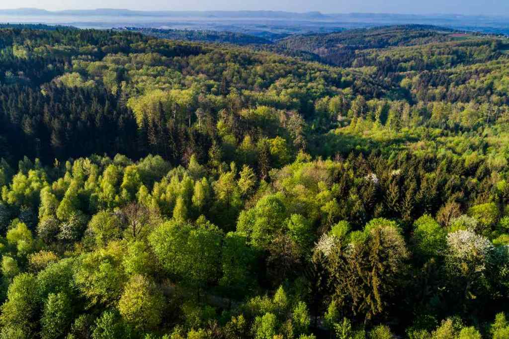 Ein Drittel des Landes ist mit Wäldern bedeckt