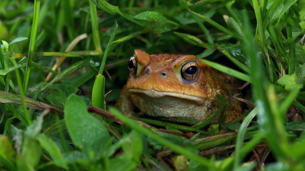 Ein Herz für Gartenkröten