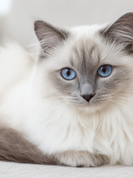 12 Katzenrassen, die nur zu ihren eigenen Bedingungen kuscheln wollen