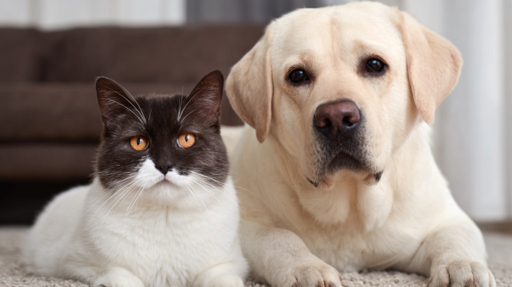 10 Gründe, warum Katzen besser sind als Hunde