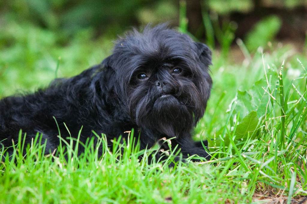 Affenpinscher: Der kleine Muppet-Hund
