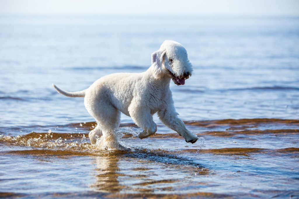 Bedlington Terrier: Ein Schaf im Hundepelz