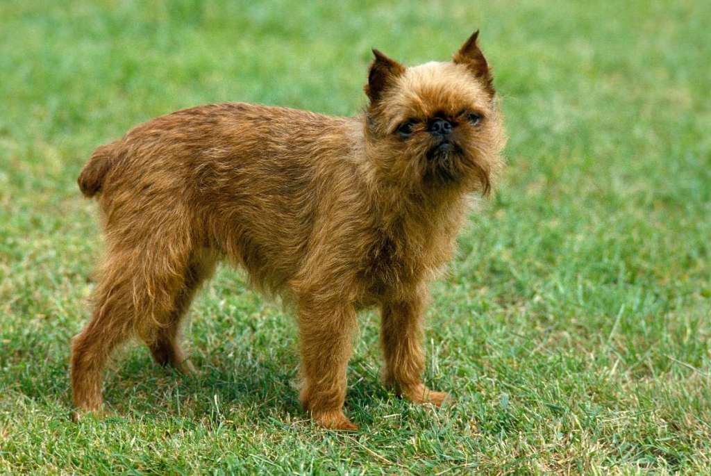 Brüsseler Griffon: Der zerzauste Großvater