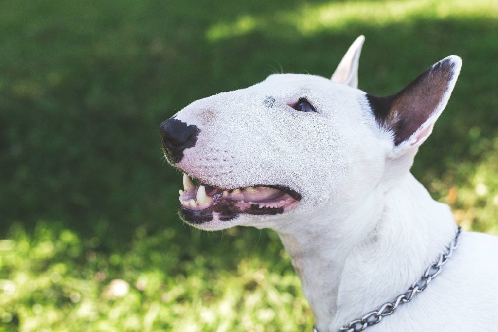 Bullterrier: Die eckige Schönheit