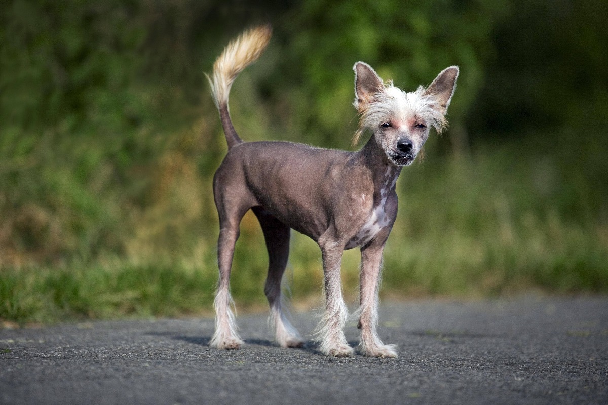 Chinesischer Schopfhund: Der Rockstar unter den Hunden