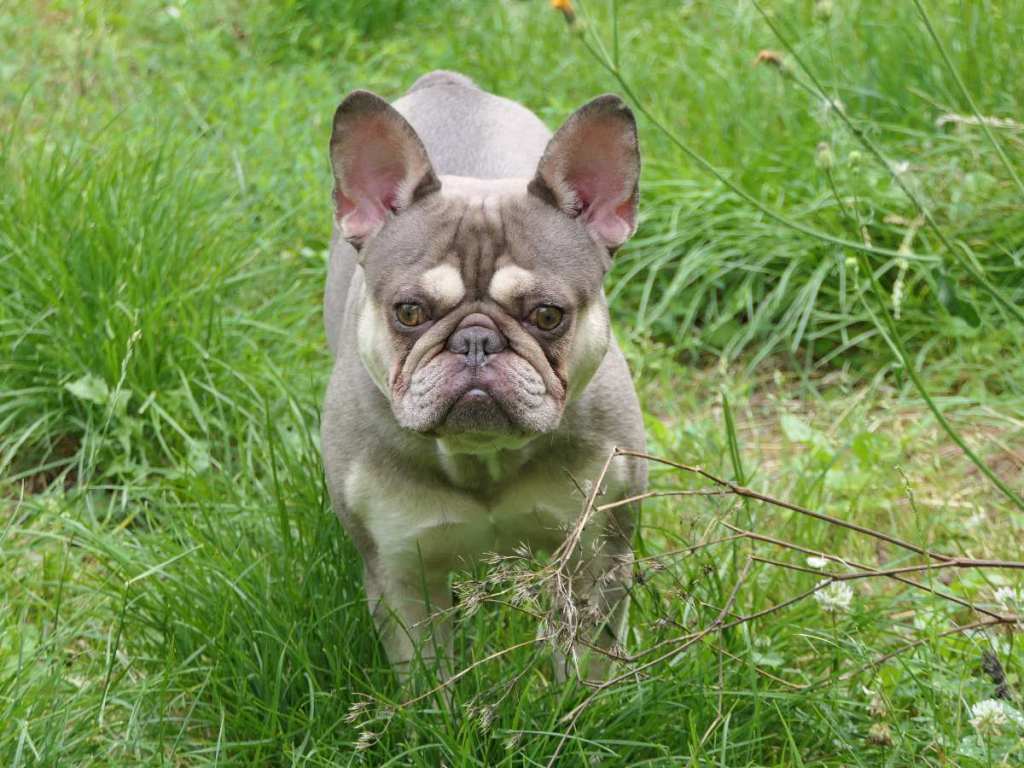 Französische Bulldogge: Nie ganz wach
