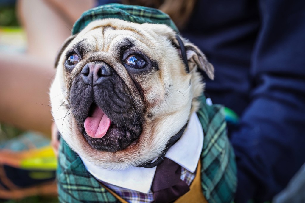 Mops: Die süße Knitterfratze