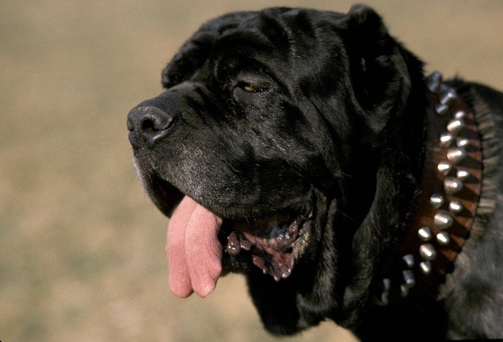 Neapolitanischer Mastiff: Die drohende Faltenlawine