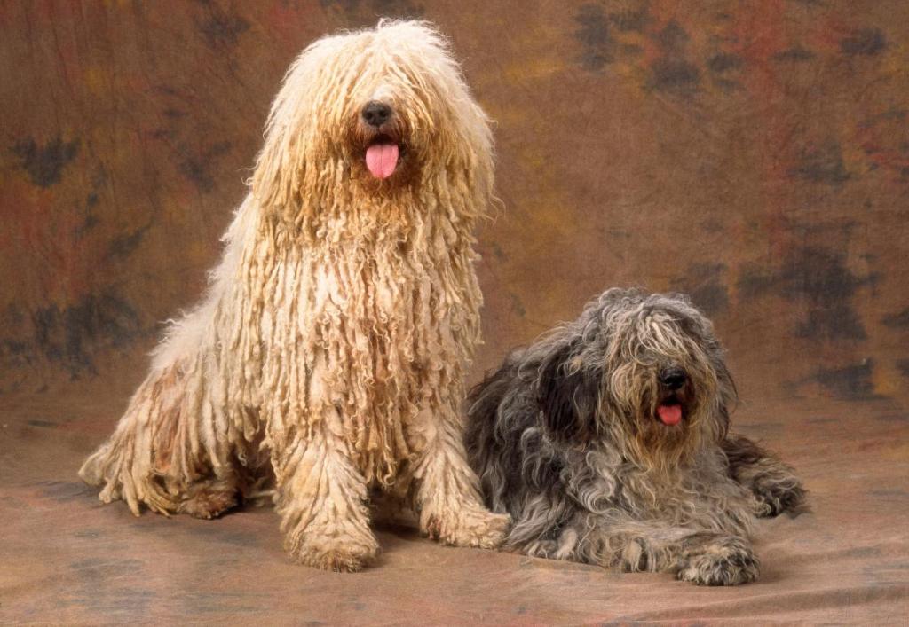Puli: Ein wandelnder Wischmopp