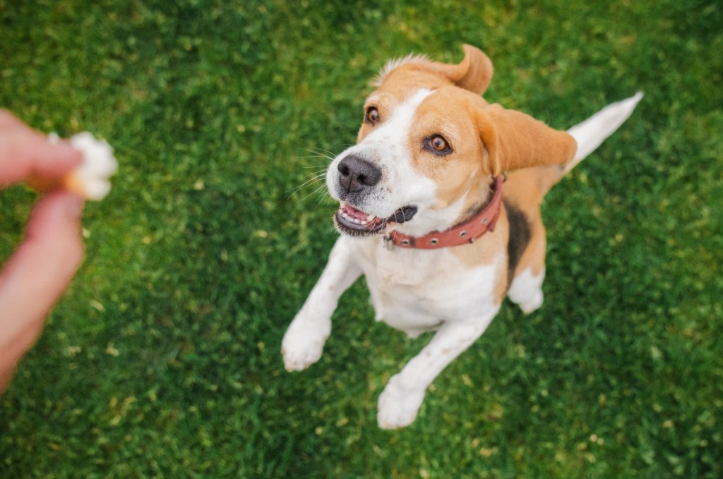 Beagle