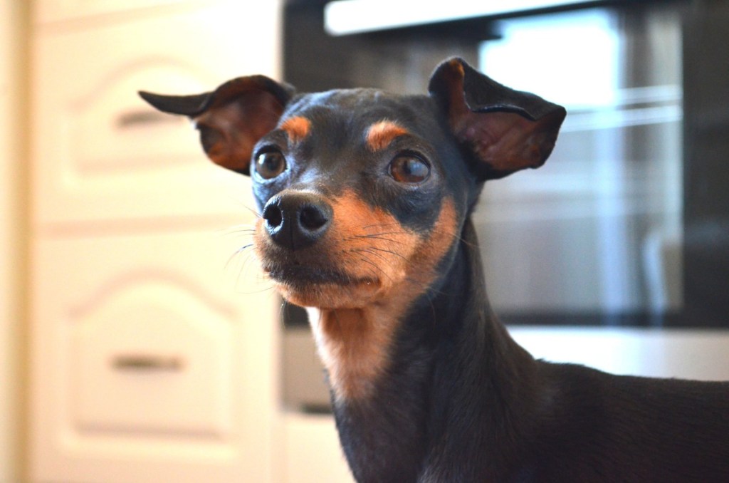Zwergpinscher 