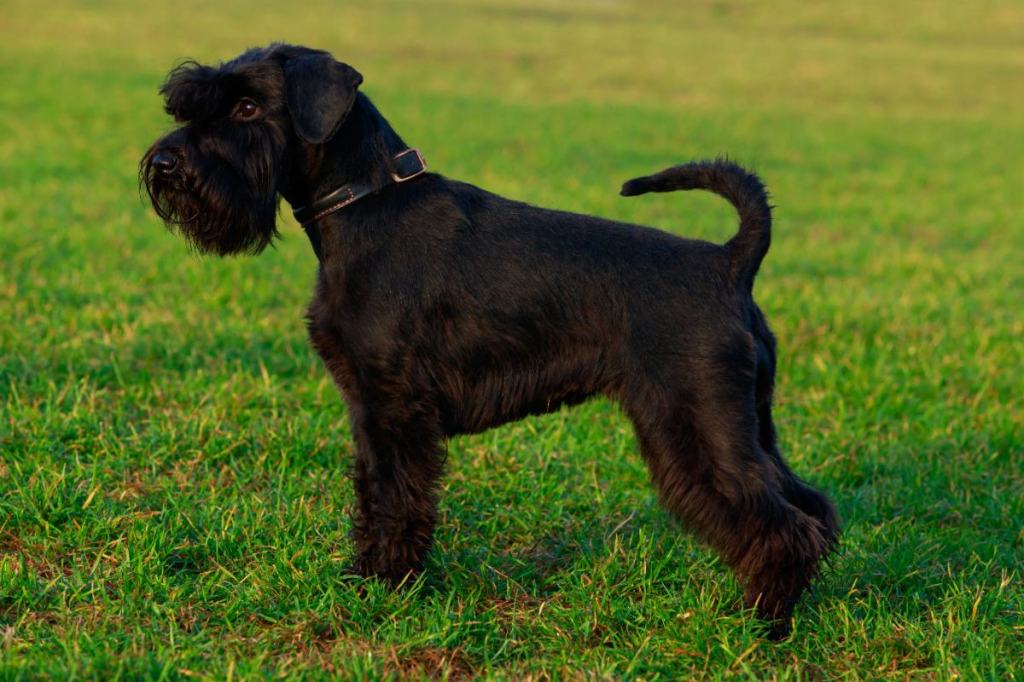 Zwergschnauzer
