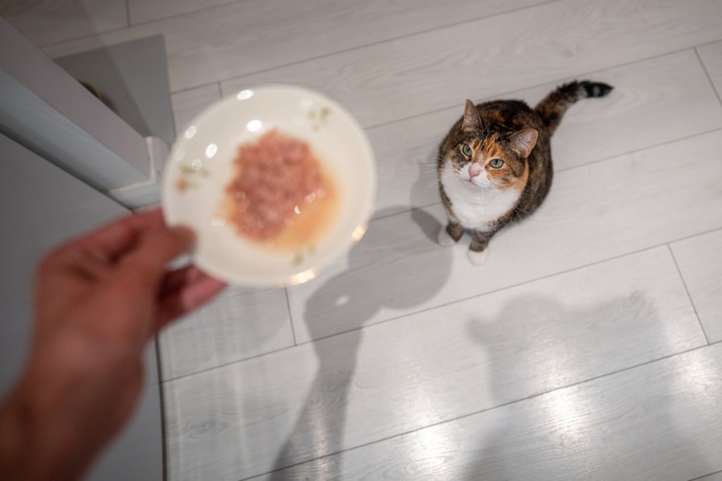 Füttere sie später am Abend.