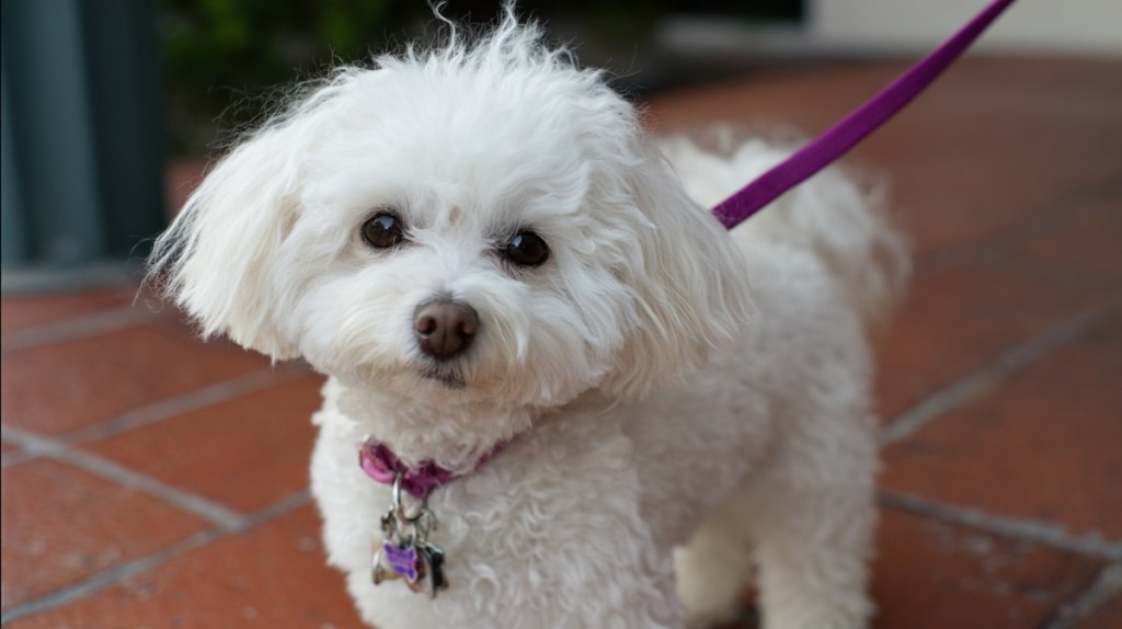 Bichon Frisé