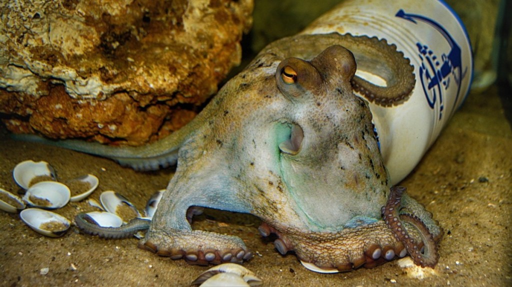 Kraken-Deko.