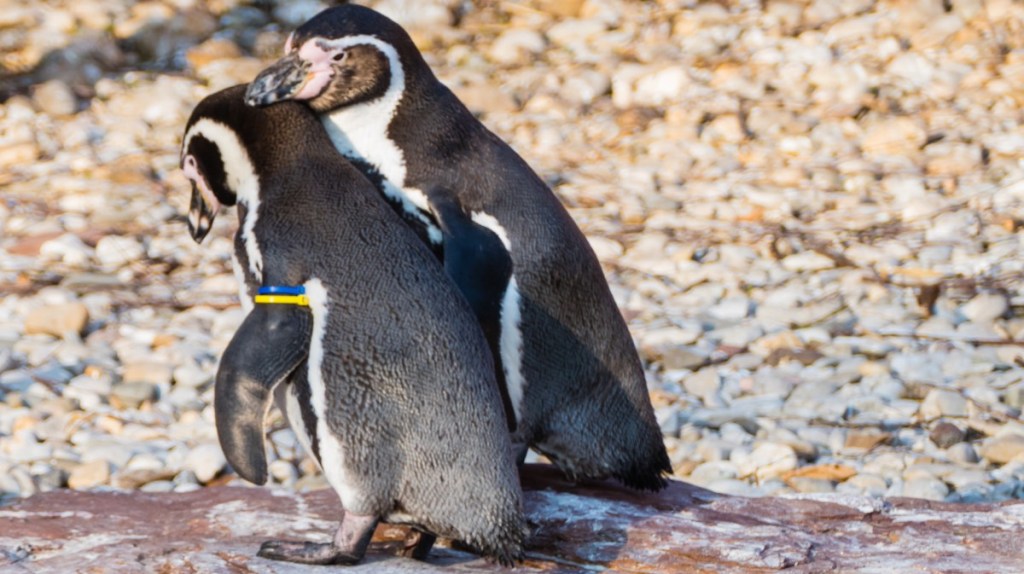 Pinguine sind treu.