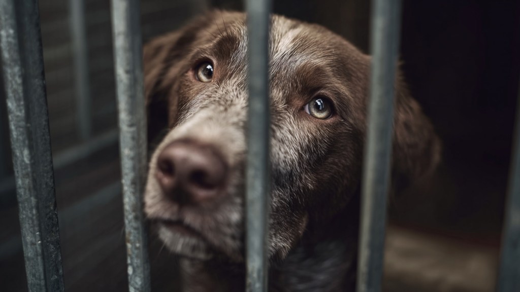 Unfair: 10 Hunde, die niemand will