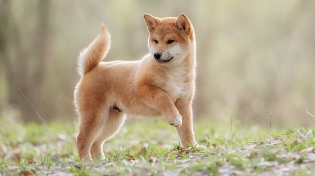 Shiba Inu – Der kleine japanische Jäger