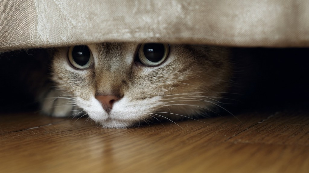 Ein Kind stört eine versteckte Katze