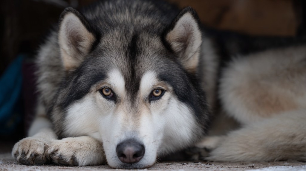 Alaskan Malamute – Der nordische Kraftprotz