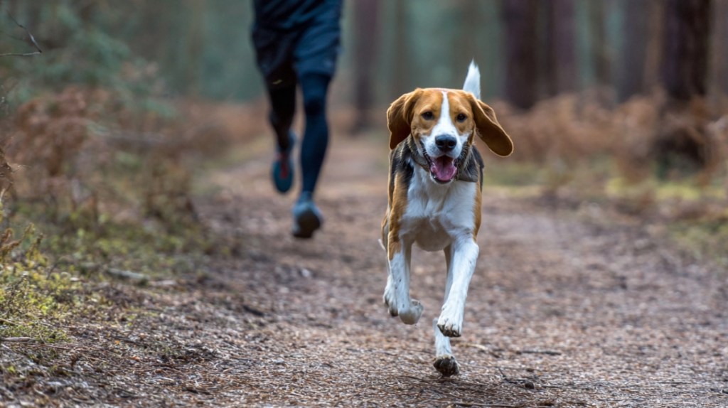 English Foxhounds: Die Energiebündel