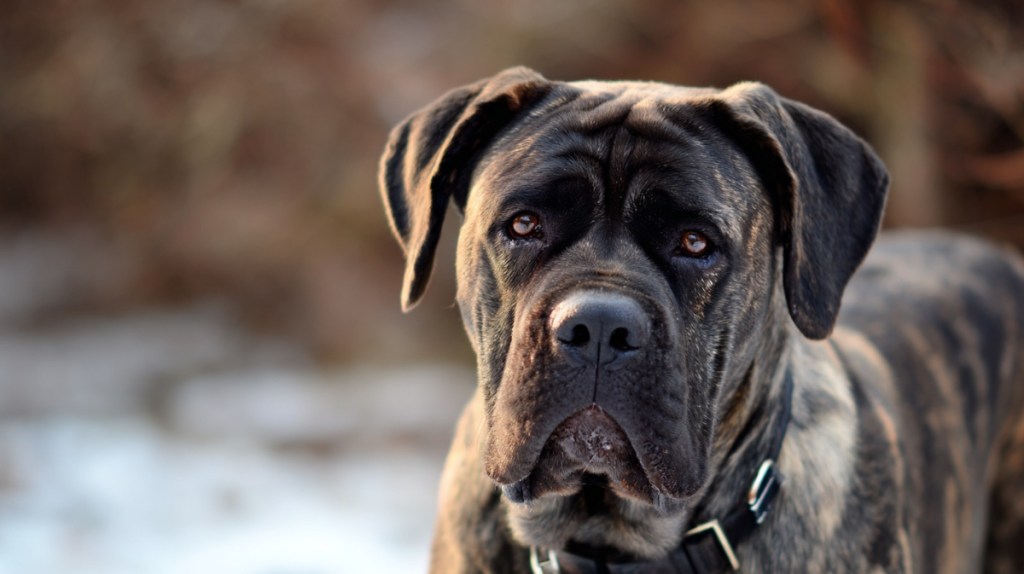Mastiffs: Die herrschaftlichen Giganten